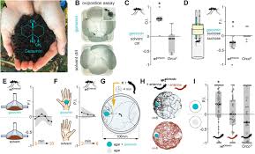 After losing his mother at a young age, his first attempt at business ended in failure. Geosmin Attracts Aedes Aegypti Mosquitoes To Oviposition Sites Biorxiv