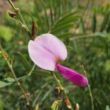 Image result for Tephrosia aequilata