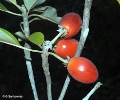 Image result for Manilkara koechlinii