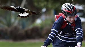Nine people under 30 infected as hunter records 13 new covid cases Magpie Swooping Season Beware The Birds With The Long Memory The Armidale Express Armidale Nsw