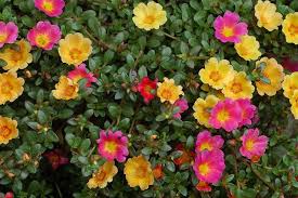 Outdoor hanging baskets are a great way to add color and vibrancy to a garden, while conserving space. Choosing Flowers For Hanging Baskets Hanging Flower Baskets Portulaca Flowers Plants For Hanging Baskets