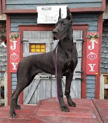 Great danes have appeared in a variety of films, but far and away the best is the 1965 disney film the ugly dachshund, about a dane puppy who is raised. Unity Great Danes Great Dane Breeder In Cleveland Oh