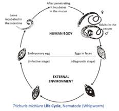 Image result for Whipworm