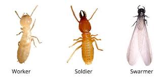Ono, also known as shizuo ono. Termites Info Termite Solution