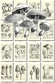 Black And White Mushroom Pictures Mushrooms 32 Bw Collection Of 300 Black And White Vintage Images High Resolution Digital Download Printable Illustrations 300 Dpi Figurines Vintage Illustration Vintage Images Vintage