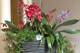 Bulbs have a rounded shape, narrower towards the top, and a flat base called a basal plate. Indoor Plants That Flower In Winter Ideal For Chasing Those Drab Blues Away