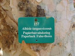 Image result for Albizia tanganyicensis