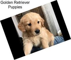 Check spelling or type a new query. Retrievers Golden Retriever For Sale In Spokane Agriseek Com