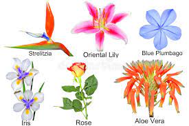 Maybe you would like to learn more about one of these? Flowers Names Stock Illustrations 390 Flowers Names Stock Illustrations Vectors Clipart Dreamstime