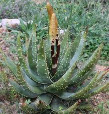 Image result for Aloe aculeata × ortholopha