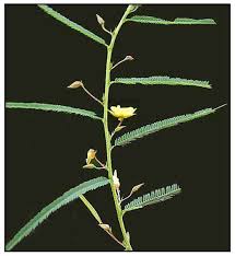 Image result for Chamaecrista mimosoides
