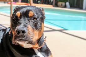 For the rottweiler pit bull mix, there is a lot of misinformation about its temperament, and it can be distressing to some owners. The Complete Rottweiler Pitbull Mix Guide An Energetic Guardian Perfect Dog Breeds
