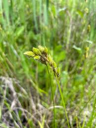 Image result for Scoparia