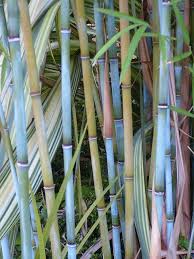 Black Bamboo Plants For Sale Gauteng Himalayan Blue Bamboo Bamboo Garden Bamboo Plants Bamboo Seeds