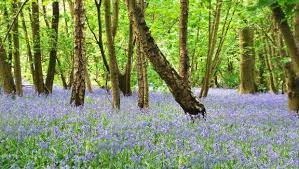 Country Living Magazine Uk Bluebells Family Garden Country Living Magazine