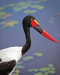 Colorful Bird With Big Feathers Saddle Billed Stork By John Fielding Birdguides Animals Beautiful Colorful Birds Birds