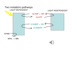 We did not find results for: Photosynthesis Light Dependent Reaction