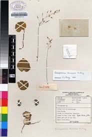 Image result for Eriospermaceae