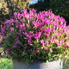 Check spelling or type a new query. Lavender Razzleberry Ruffles