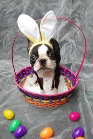 Free shipping for many products! Boston Terrier Boston Terrier Funny Boston Terrier Boston Terrier Dog