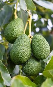 Sometimes it can be rubbed or washed off, but may leave a brown discoloration on fruit. Homegrown Tropical Fruits
