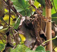 We did not find results for: Clematis Wilt Garden Gate