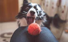 Maybe you would like to learn more about one of these? 6 Diy Dog Puzzle Toys Challenging Toys You Can Make At Home