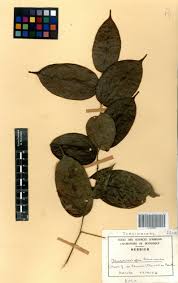 Image result for Rhaphiostylis