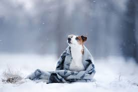 Dogs And Cold Weather Beware Of This Tractive