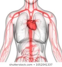 Cardiovascular System Photos 16 045 Cardiovascular Stock