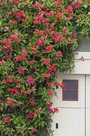 This vine grows to be around thirty feet when fully grown. Scarlet Trumpet Vine