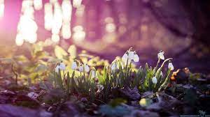 You can use early spring desktop backgrounds hd for your windows and mac os computers … Early Spring Desktop Backgrounds Hd Best Wallpaper Hd Spring Wallpaper Spring Desktop Wallpaper Spring Wallpaper Hd