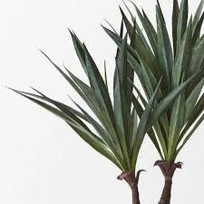 Image result for Agave sisalana