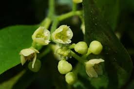 Image result for Menispermaceae