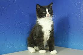 Black And White Ragdoll Cat For Sale Black Bicolor Solid Ragdoll Cat Munchkin Kitten Ragdoll Ragdoll Kitten