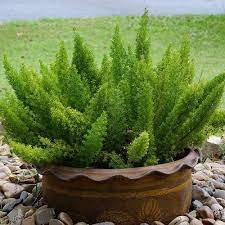 Amazon Com Outsidepride Asparagus Fern Meyeri Plant Seed 25 Seeds Flowering Plants Garden Outdoor