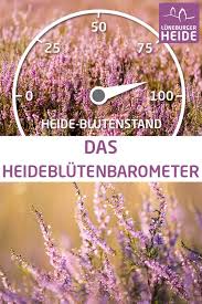 Anfang/mitte august, bis anfang/mitte september, abhängig von der feuchtigkeit und der temperaturen des jahres. Das Heideblutenbarometer Der Luneburger Heide Heide Luneburger Heide Bluten