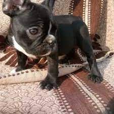 Maybe you would like to learn more about one of these? Bob Pet Shop Katol Road Pet Shops In Nagpur Justdial
