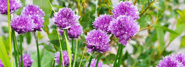 Wild Onion Bioadvanced