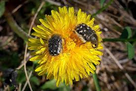 Image result for Tropinota hirta