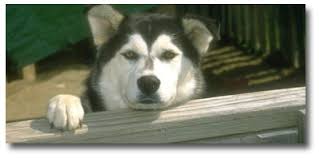 Maybe you would like to learn more about one of these? Animal Clinic Of Honolulu Inc Kaimuki Honolulu Hawaii News