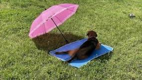 Do Dog Cooling Mats Work To Keep a Dog Cool? Veterinarians Answer