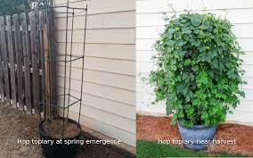 One Of The Better Tutorials On Growing Hops At Home Home Brewing Outdoor Gardens Hops Plant