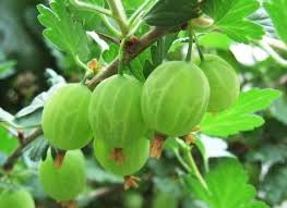Stachelbeeren Richtig Schneiden So Gibt S Kiloweise Beeren In 2020 Straucher Garten Stachelbeeren Pflanzen