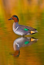 Wonderful Full Color Duck By Jenny E Ross Dabbling Duck Teal Duck Bird Hunting