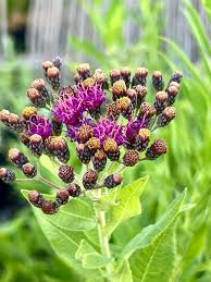 Image result for Vernonia