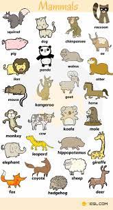 List Of Mammals Useful Mammal Names With Pictures List Mammal Mammals Mammalsnames Na Animals Name In English English Vocabulary Kids English