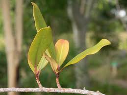 Image result for Rapanea