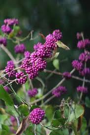 American beautyberry grows at a moderate pace in full sun to partial shade. Callicarpa Americana American Beautyberry Ok For Zone 6