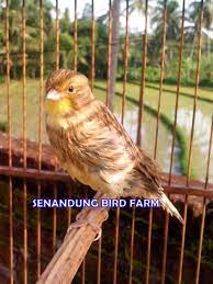 Dijual seekor burung cucak ijo, harga nego. Jual Beli Burung Kenari Di Wonosobo Senandungburung